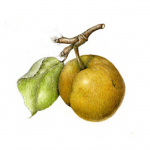 botanical drawing illustration colored pencil pear fruit wendy hollender