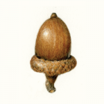 botanical drawing illustration colored pencil acorn wendy hollender
