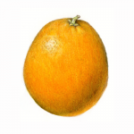 botanical drawing illustration colored pencil orange citrus wendy hollender