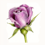botanical drawing illustration colored pencil rose rosebud wendy hollender