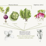 botanical drawing illustration colored pencil wendy hollender